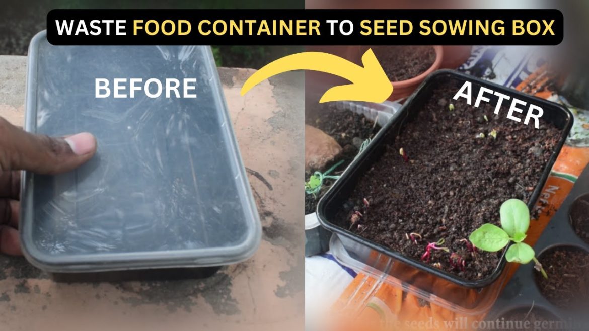 🛑 Don't Buy Seedling Tray Anymore ✋ | Reuse Your Old Container To Grow Seeds | #reuse #seeds 🛑 Don't Buy Seedling Tray Anymore ✋ | Reuse Your Old Container To Grow Seeds | #reuse #seeds