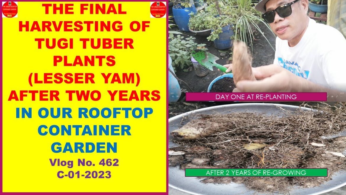 The Final Harvesting of Tugi Tuber Plants/Lesser Yam After Two Years In the Rooftop Container Garden