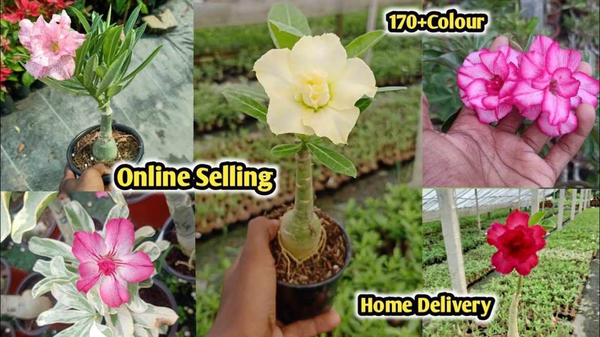 Holesale & Retail Adenium Plant Online Selling 🌱|| Kolkata Best Adenium Plant Nursery|Online Selling