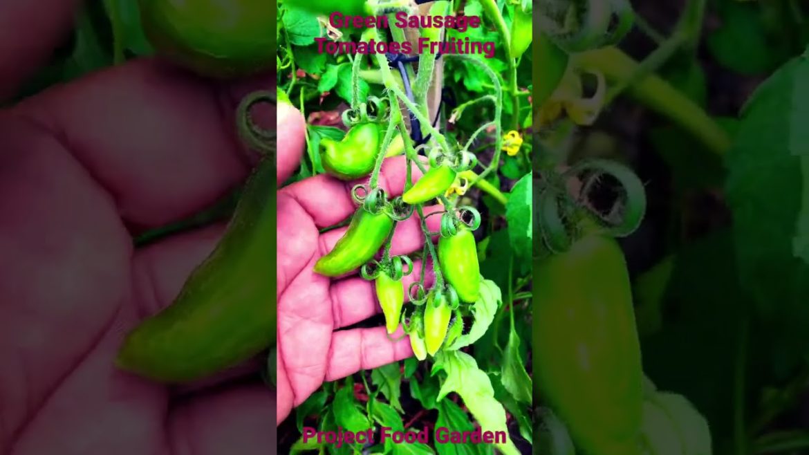 Green Sausage Tomatoes Fruiting-SE3-Project Food Garden