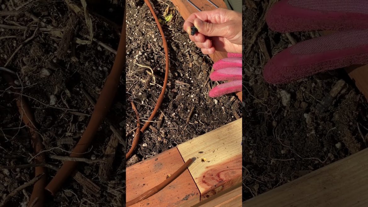 Drip irrigation for raised bed  step by step || Garden Tips