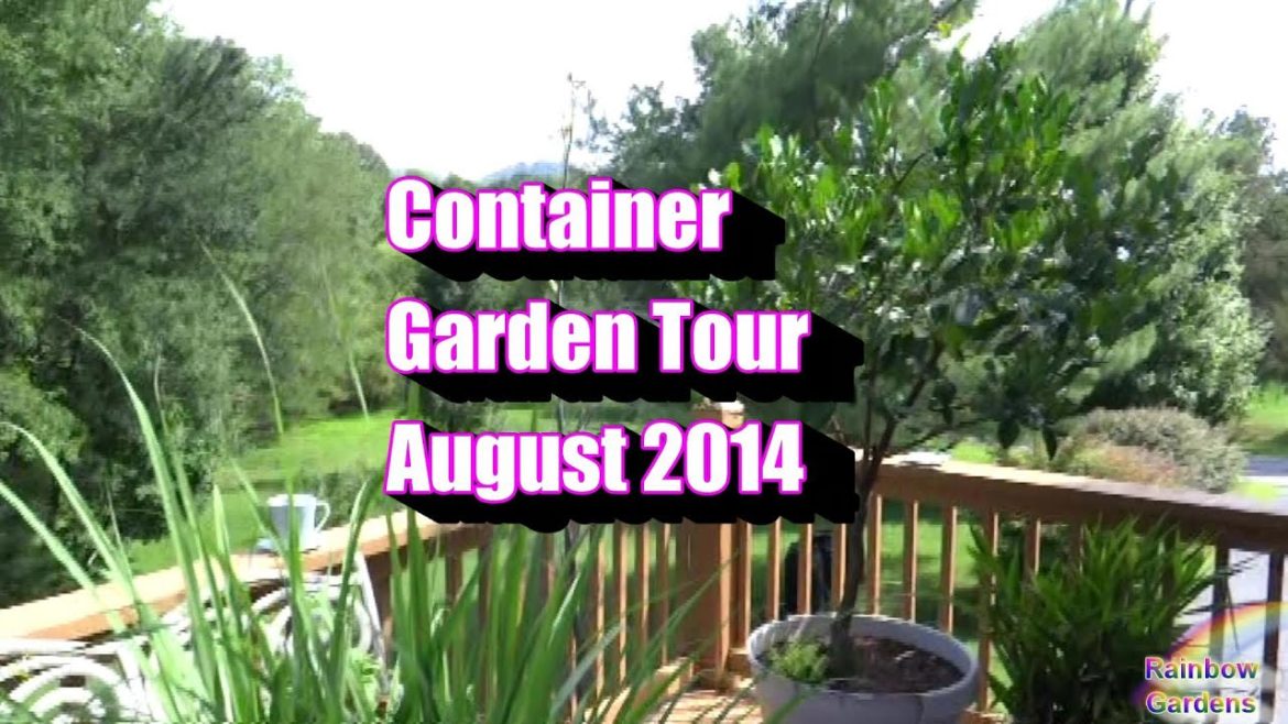 I Pruned the Kaffir Lime Tree, Container Garden Tour August 12, 2014