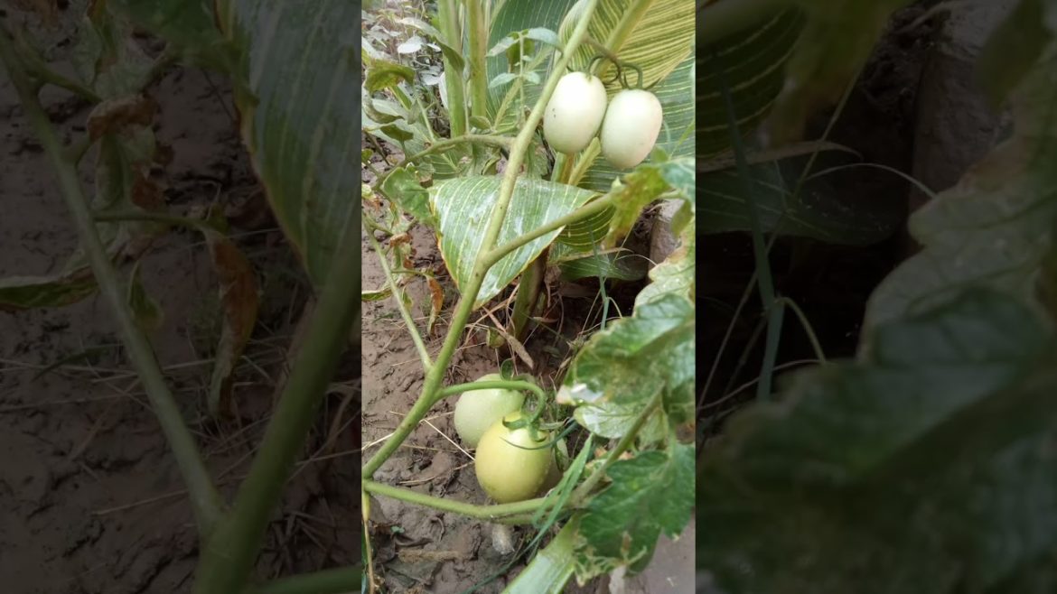 Garden Fruit #shorts