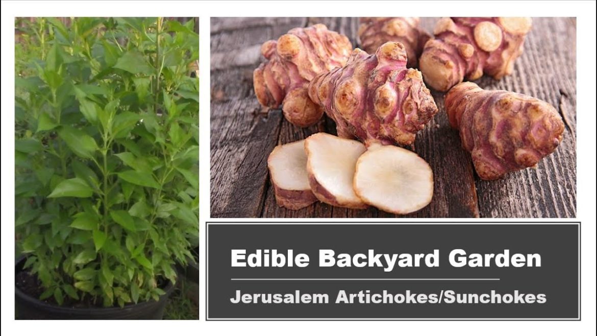 Sunchokes | Jerusalem Artichokes | Edible Backyard Garden Update