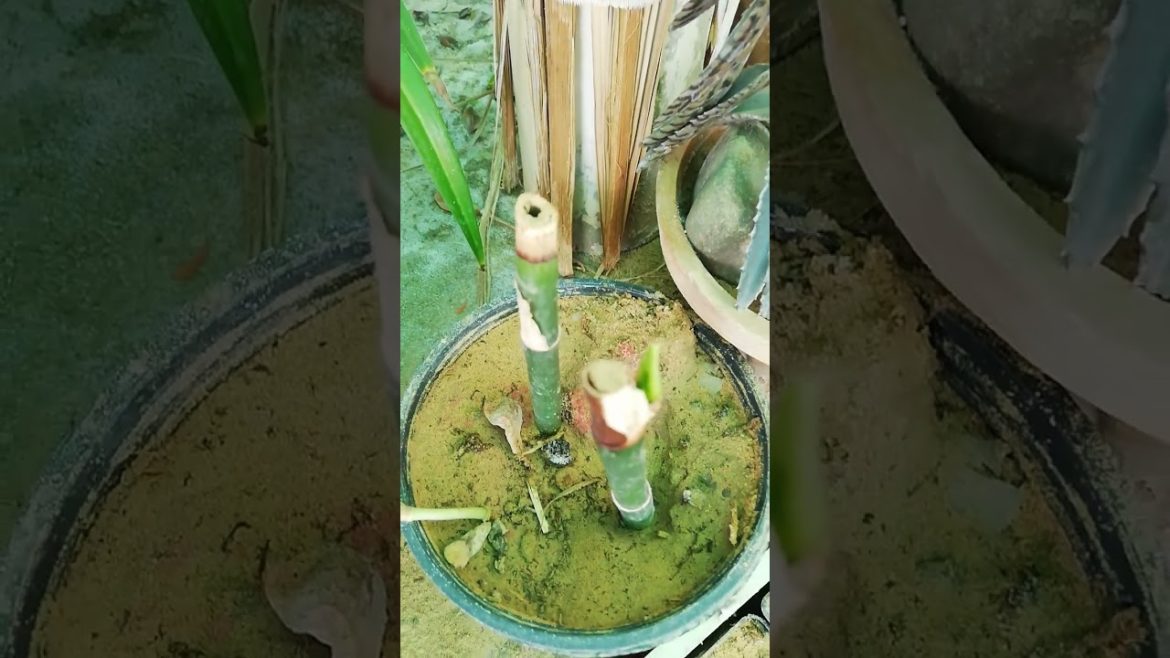 My Small Beautiful Home Garden Raining In My Backyard EP - 669 #shorts #garden