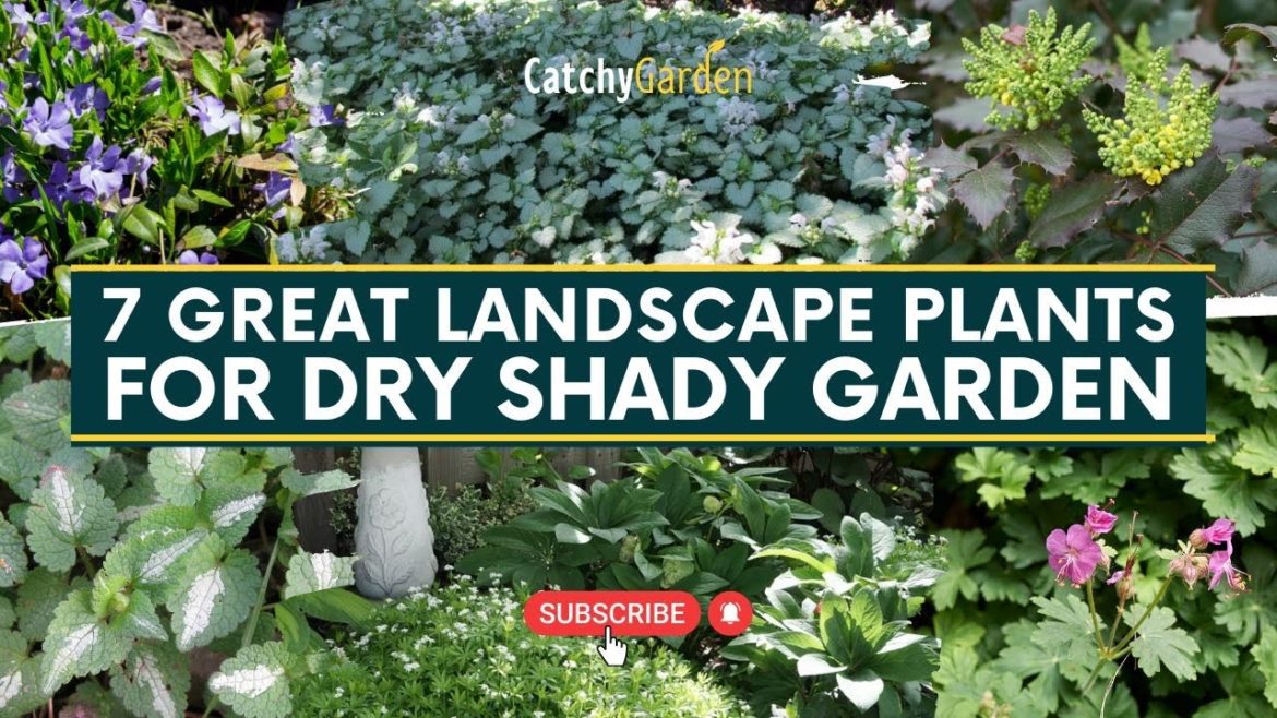 7 Great Landscape Plants for Dry Shady Garden π·π // #gardeningtips 7 Great Landscape Plants for Dry Shady Garden π·π // #gardeningtips