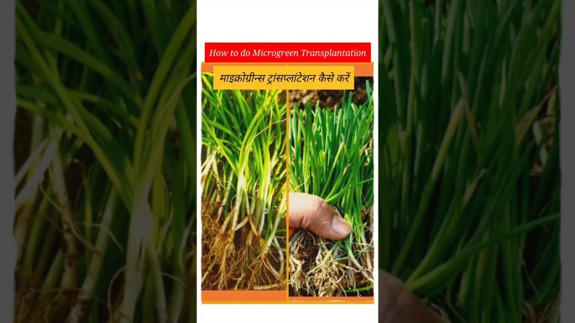 #shorts#gardening tips & home gardening#garden ideas care & grow Microgreens at kitchen garden #shorts#gardening tips & home gardening#garden ideas care & grow Microgreens at kitchen garden