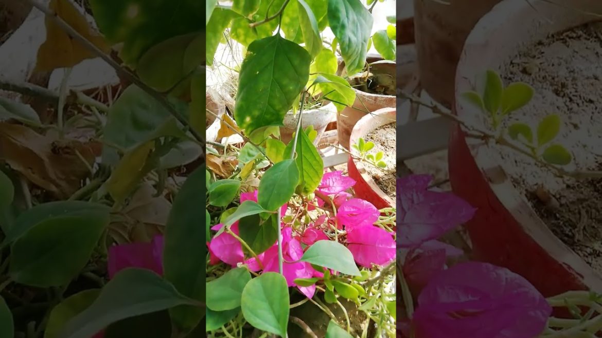 My Small Beautiful Home Garden Raining In My Backyard EP - 581 #shorts #garden