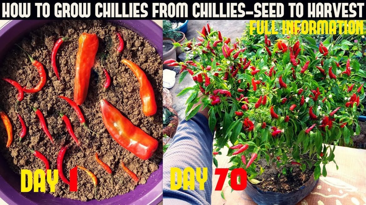 How To Grow Chillies At Home|100+ chillies per plant|Seed To Harvest How To Grow Chillies At Home|100+ chillies per plant|Seed To Harvest