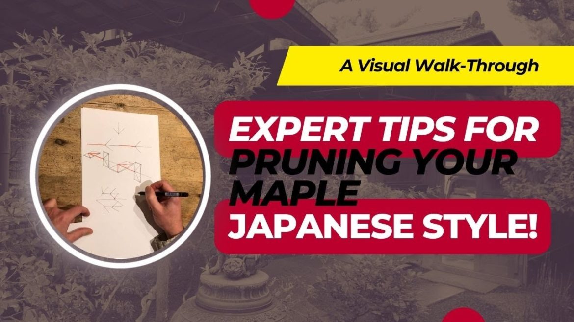 Expert Tips for Pruning Your Maple: Japanese Style! Expert Tips for Pruning Your Maple: Japanese Style!