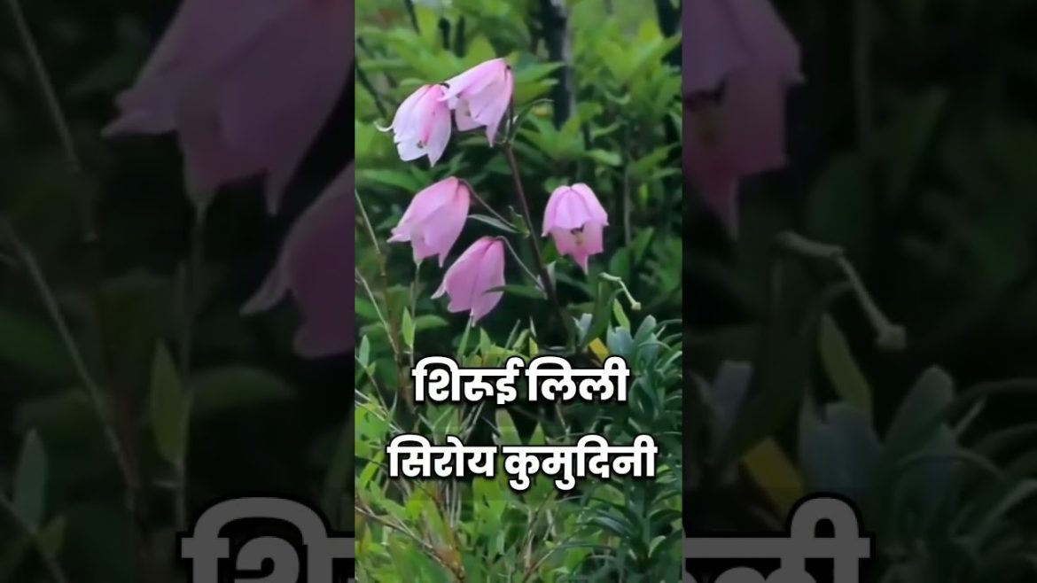 this Flower is only in india #shorts #viral #garden