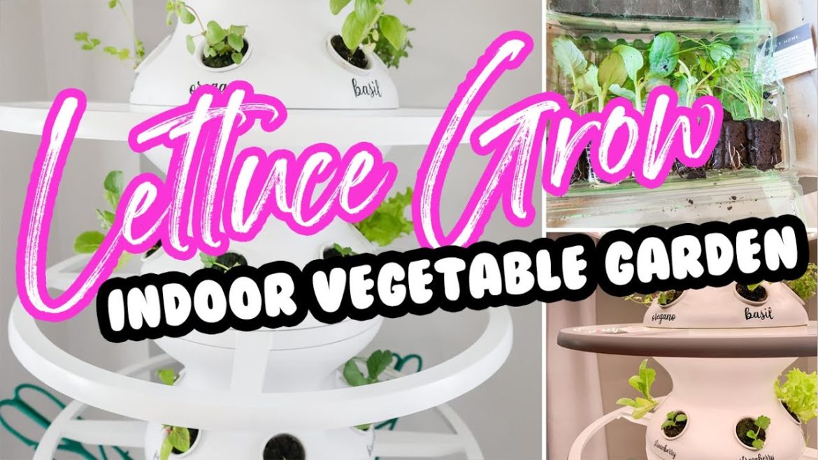 INDOOR VEGETABLE GARDEN | LETTUCE GROW FARMSTAND + GLOW RINGS INDOOR VEGETABLE GARDEN | LETTUCE GROW FARMSTAND + GLOW RINGS