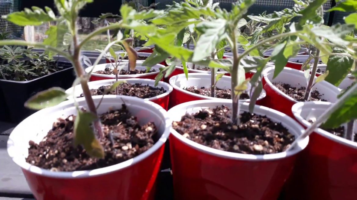 Hardening off vegetable plants- mn spring vegetable gardening