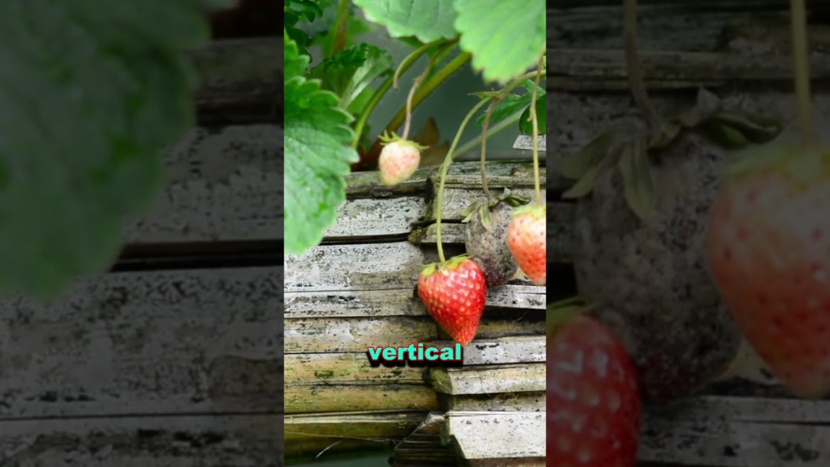 Maximize Your Strawberry Harvest with These Innovative Planting Techniques #shorts