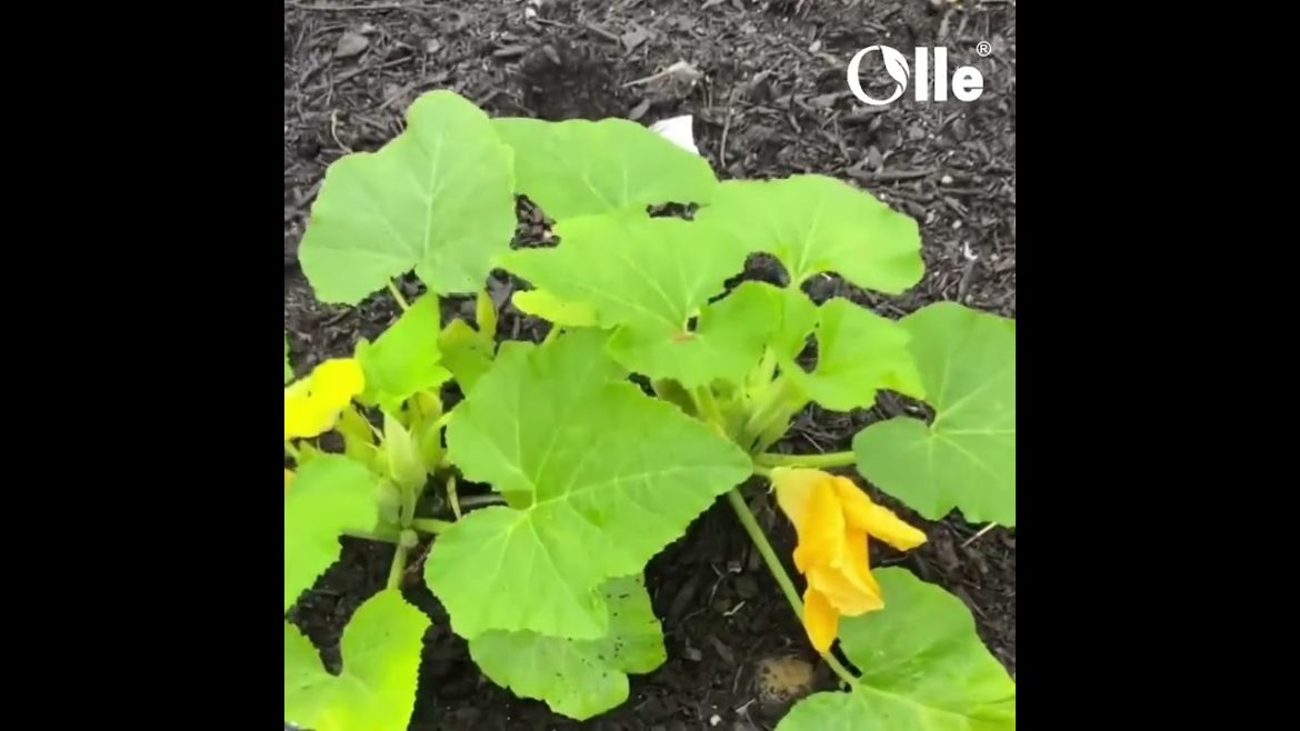 Raised garden beds: What's So Interesting About raised garden bed? – Olleusa.com Raised garden beds: What's So Interesting About raised garden bed? - Olleusa.com