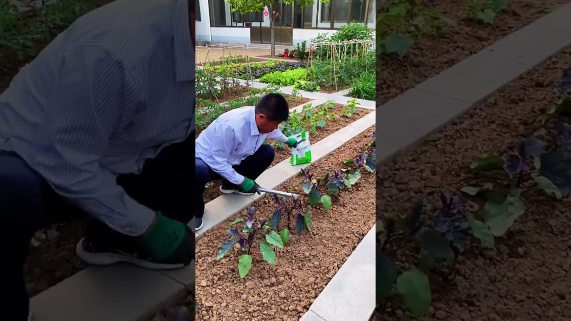 how to growing vegetable #natural #satisfying