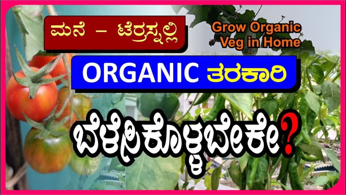 ಮನೆ - ಟೆರ್ರಸ್ನಲ್ಲಿ organic ತರಕಾರಿ ಬೆಳೆಸಿಕೊಳ್ಳಬೇಕೇ?|grow organic vegetables #gardener #gardening