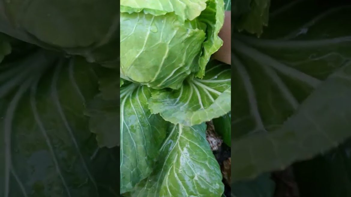 Fresh cabbage harvest from my vegetable garden #shorts #shortsfeed #shortvideo