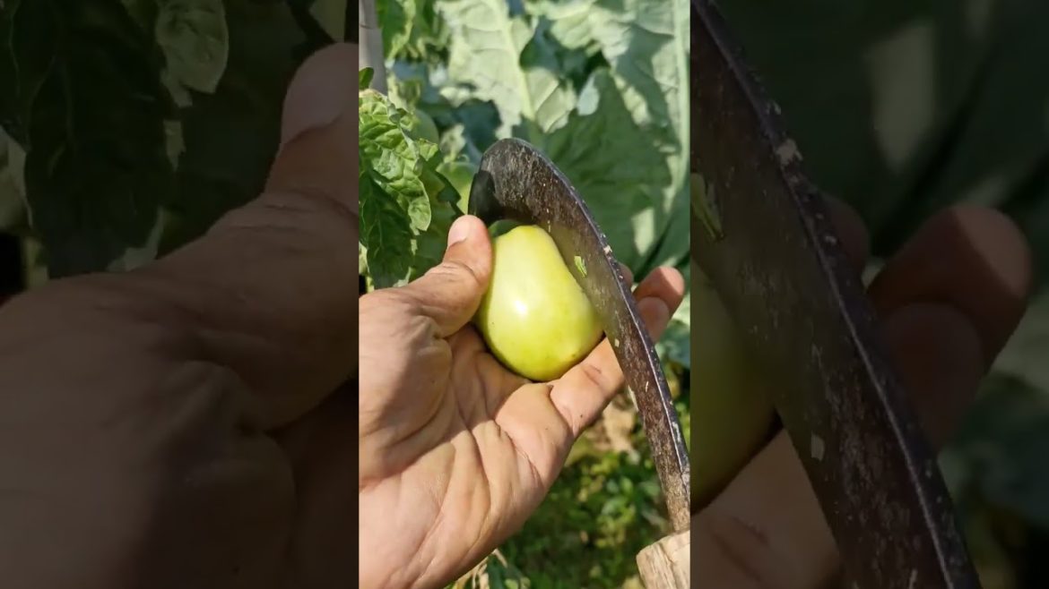 tomatoes farming || village farming || check first || 🍅