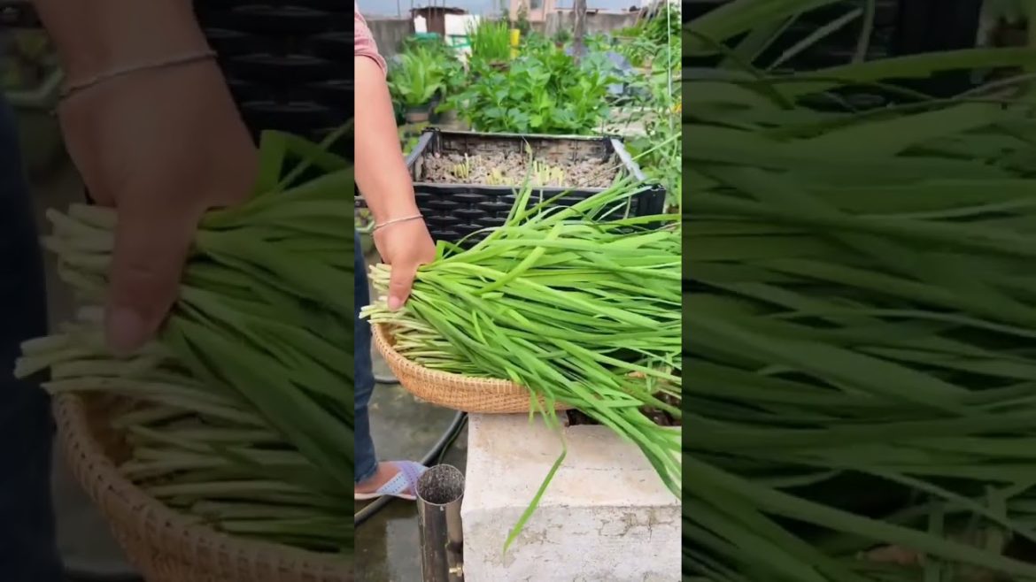 how to growing vegetable #natural #satisfying