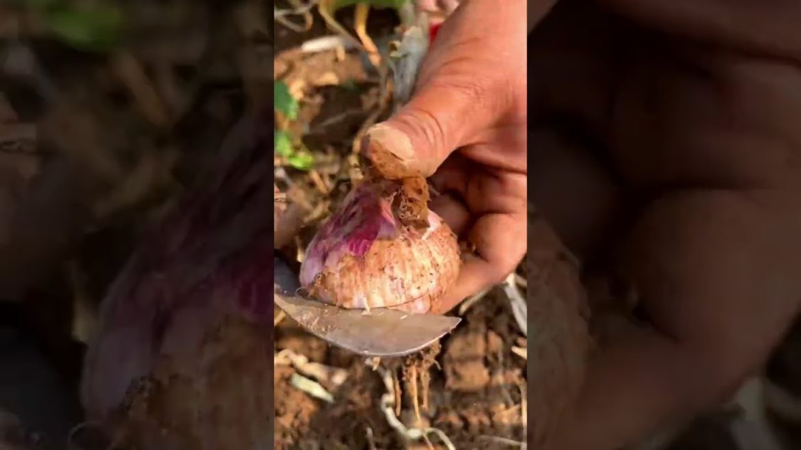 Harvest single Garlic variety