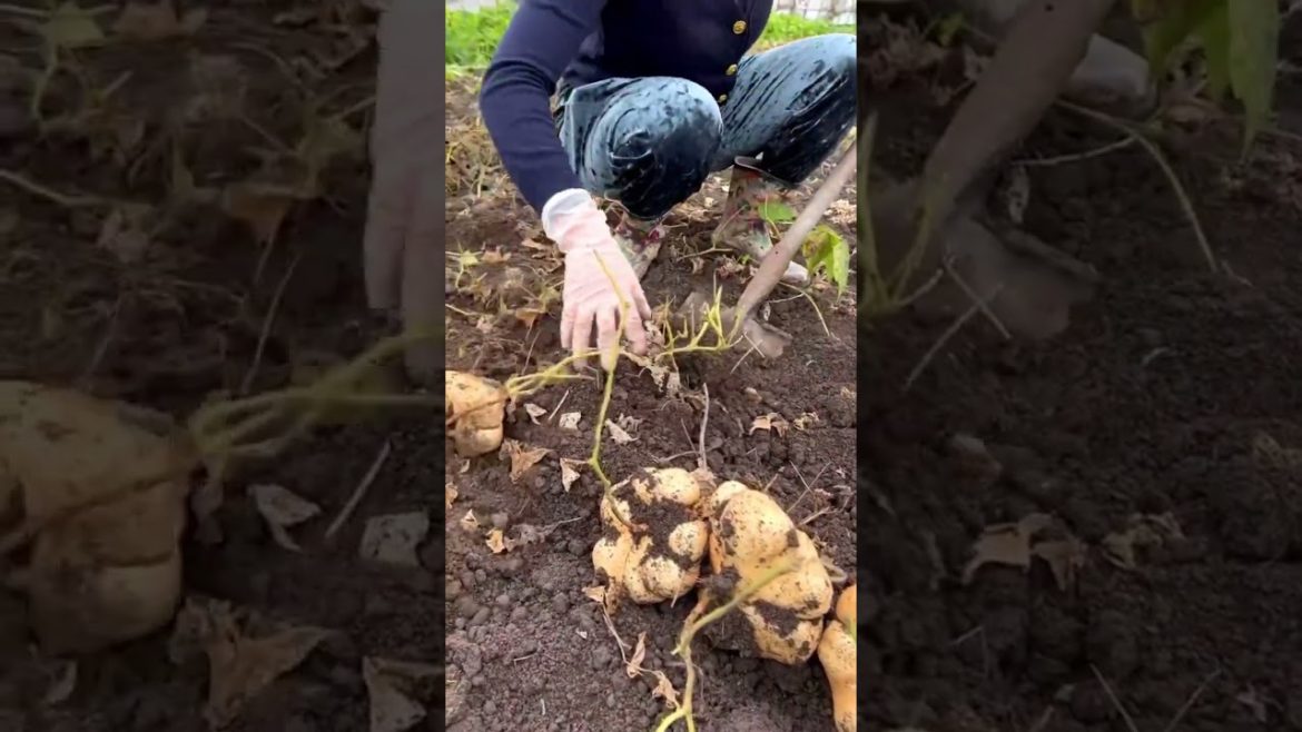 Farmer harvest Yam Bean