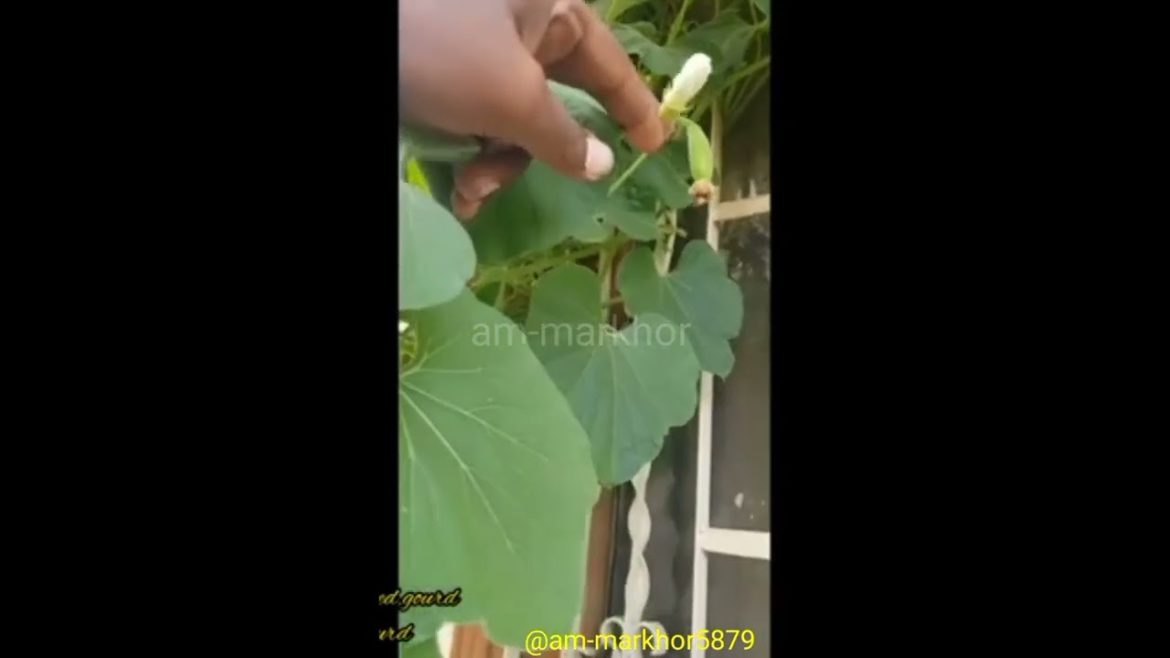 How to Grow Bottle Gourd in Your Home Garden #shorts #short #shortvideo #viralshorts
