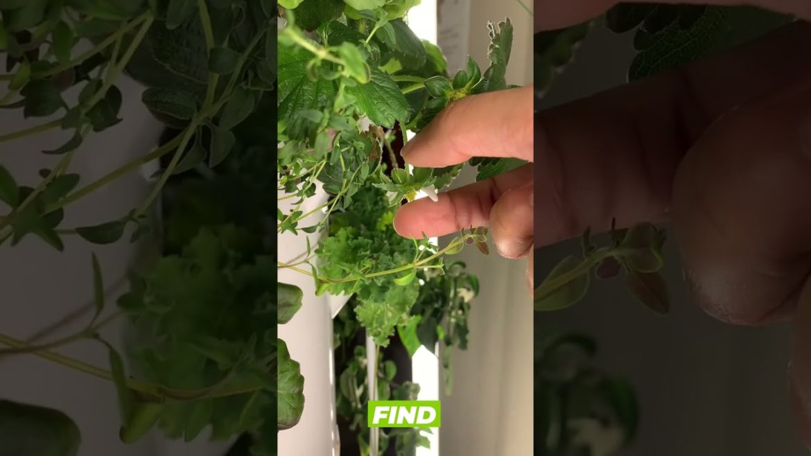 Hand pollinating strawberries isn't as hard as you think. Don't believe me? See for yourself!