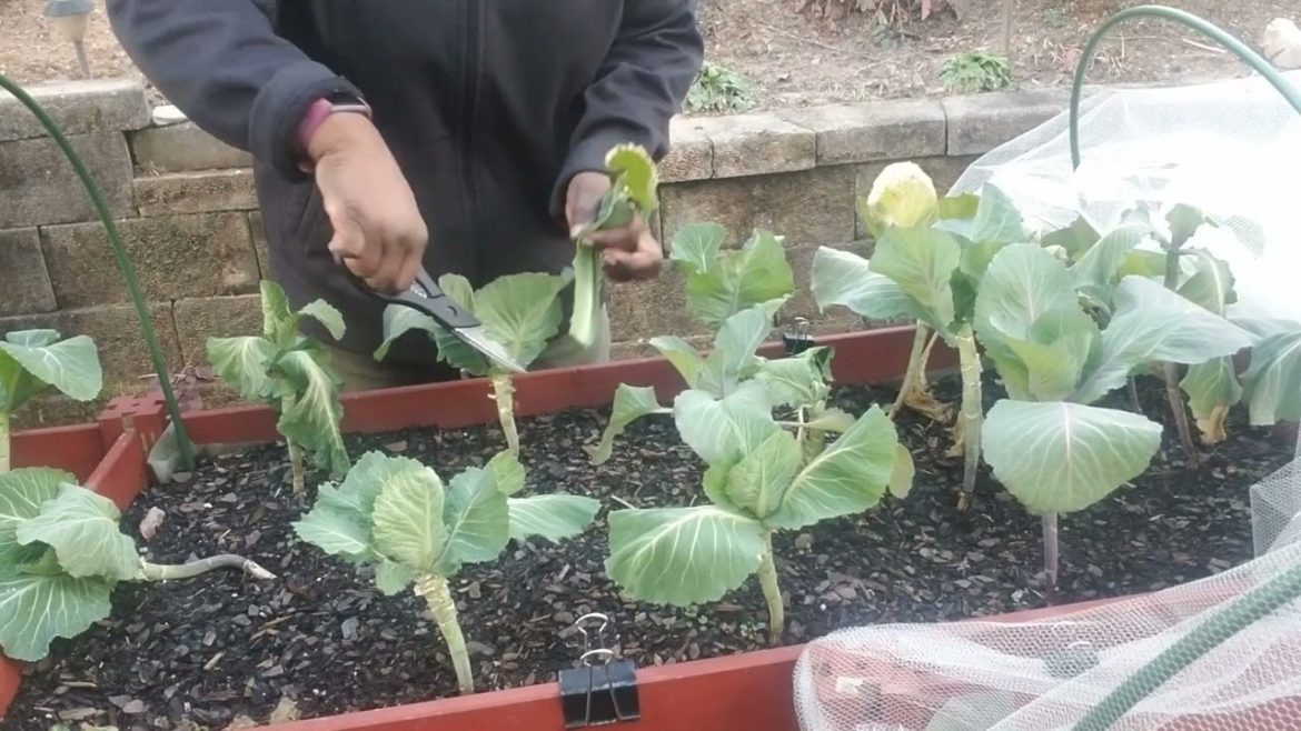 What's still growing in the garden!!