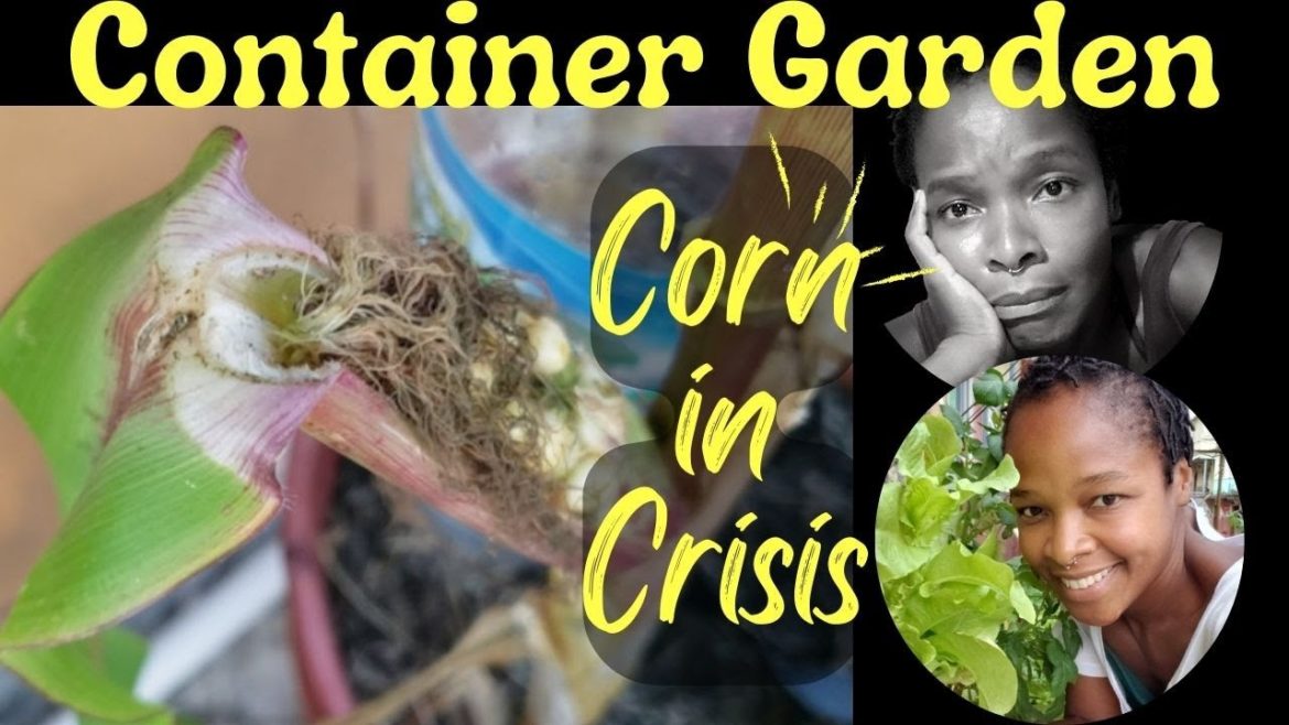Container Garden UPDATE | A Simple Life #39 |  #balconygarden #terracegarden #livity #simpleliving