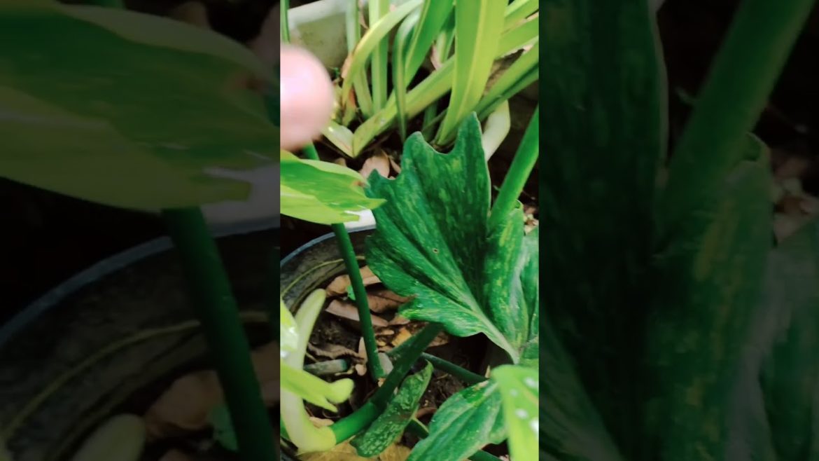 Fiddle leaf philodendron. Checking out the beatiful details. #plants #gardening #greenculturebuzz