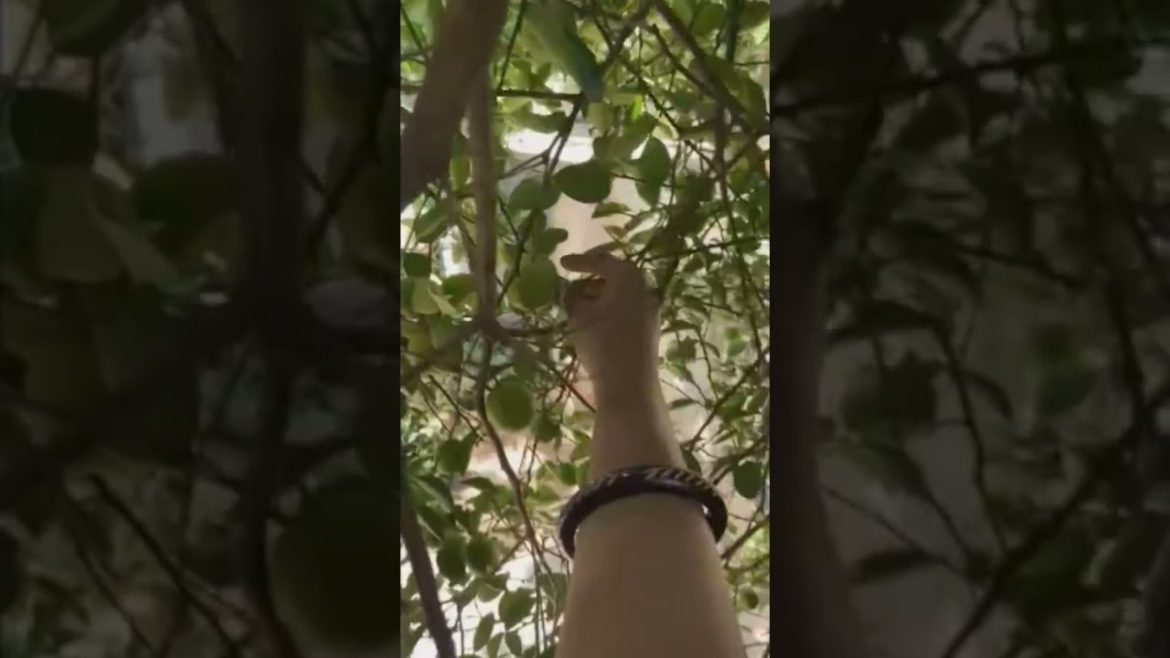 Lemon Picking | How to grow lemon at home | Harvesting Tons of Lemon! #shorts Lemon Picking | How to grow lemon at home | Harvesting Tons of Lemon! #shorts