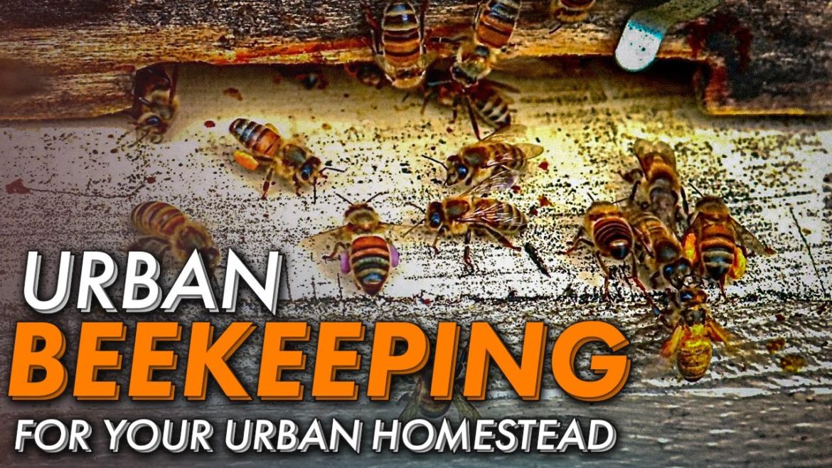 Beekeeping, a rising trend in cities | Urban Homestead Beekeeping, a rising trend in cities | Urban Homestead