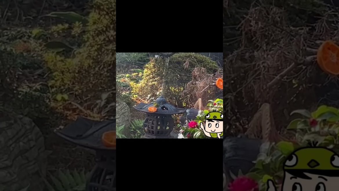 庭に！#Japaneselife#Birdwatching,#Japanesewhite-eye#wildbirds #Japanesegarden #ラムのラブソング　#shorts #メジロ