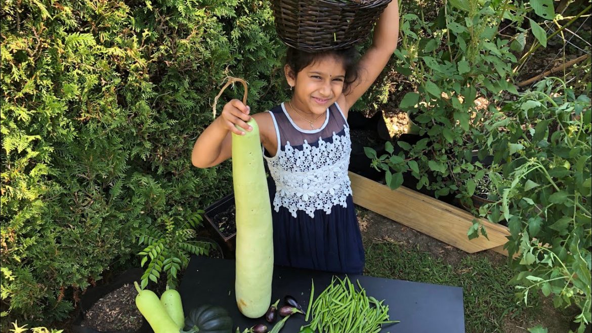 అమెరికాలో మన కూరగాయలు || INDIAN vegetables in USA || Summer vegetable Gardening