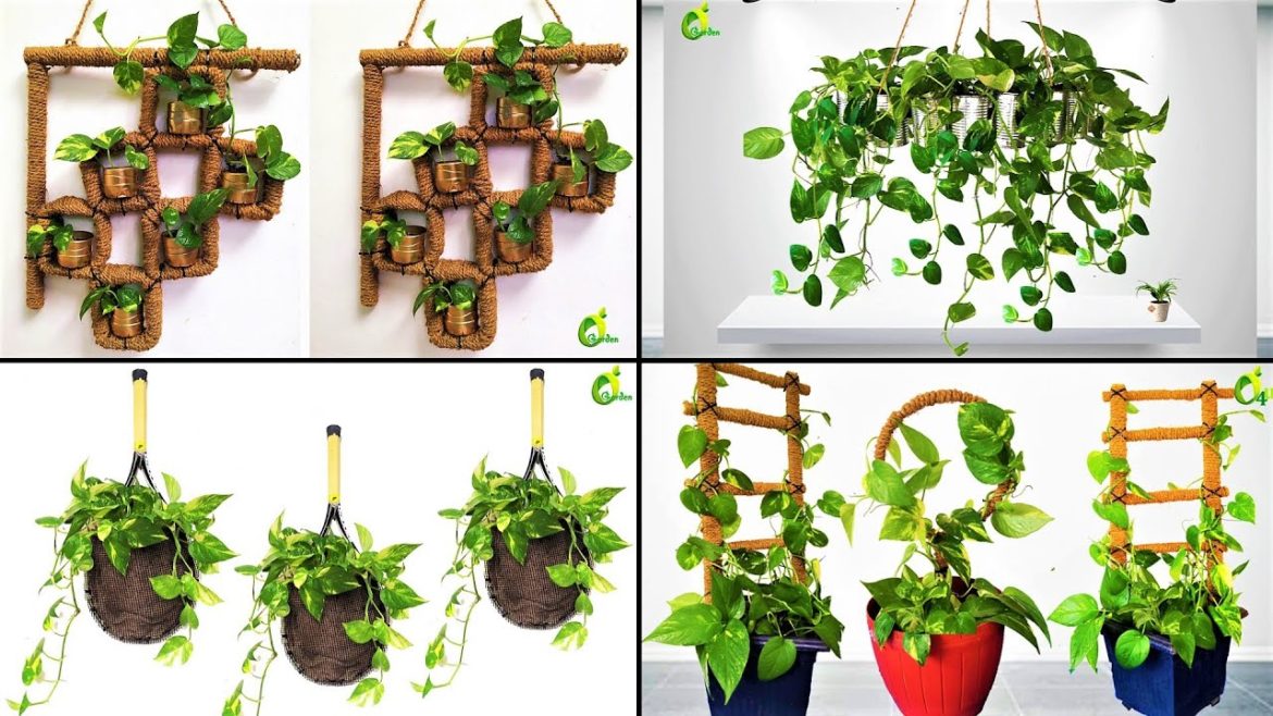 4 Easy Ideas To Grow Money Plant/Home Decoration With Money Plant//Money Plant Tree/ORGANIC GARDEN 4 Easy Ideas To Grow Money Plant/Home Decoration With Money Plant//Money Plant Tree/ORGANIC GARDEN