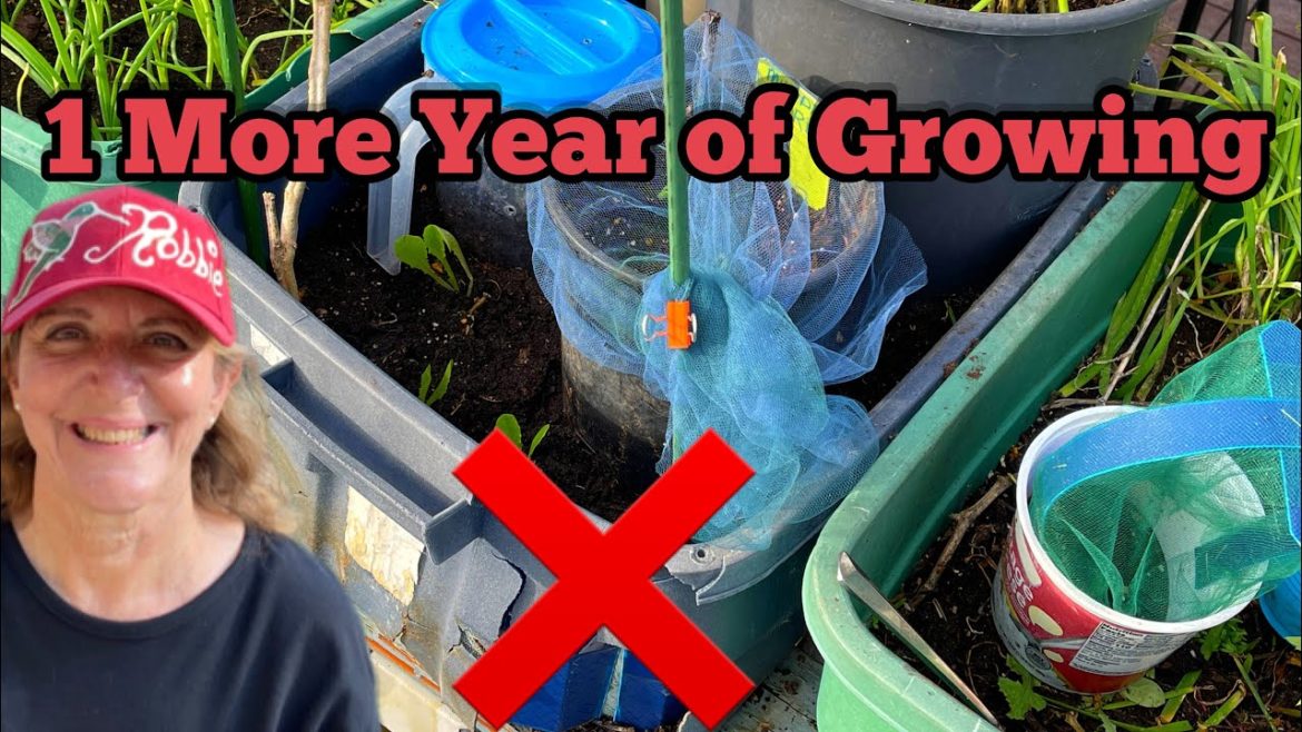 Container Gardening Growing Vegetables Cheap FIXING Old Tote, Layering Pots to Compost & Bring Worms Container Gardening Growing Vegetables Cheap FIXING Old Tote, Layering Pots to Compost & Bring Worms