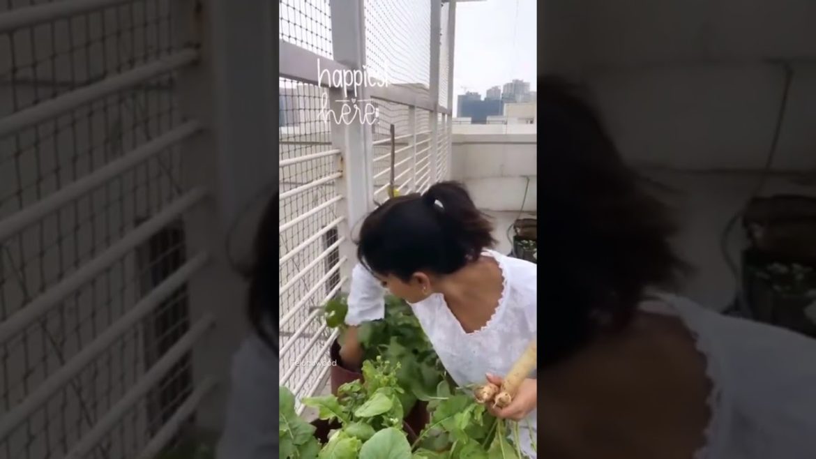 Samantha Terrace Vegetable Gardening | shorts @Teluguwood Samantha Terrace Vegetable Gardening | shorts @Teluguwood