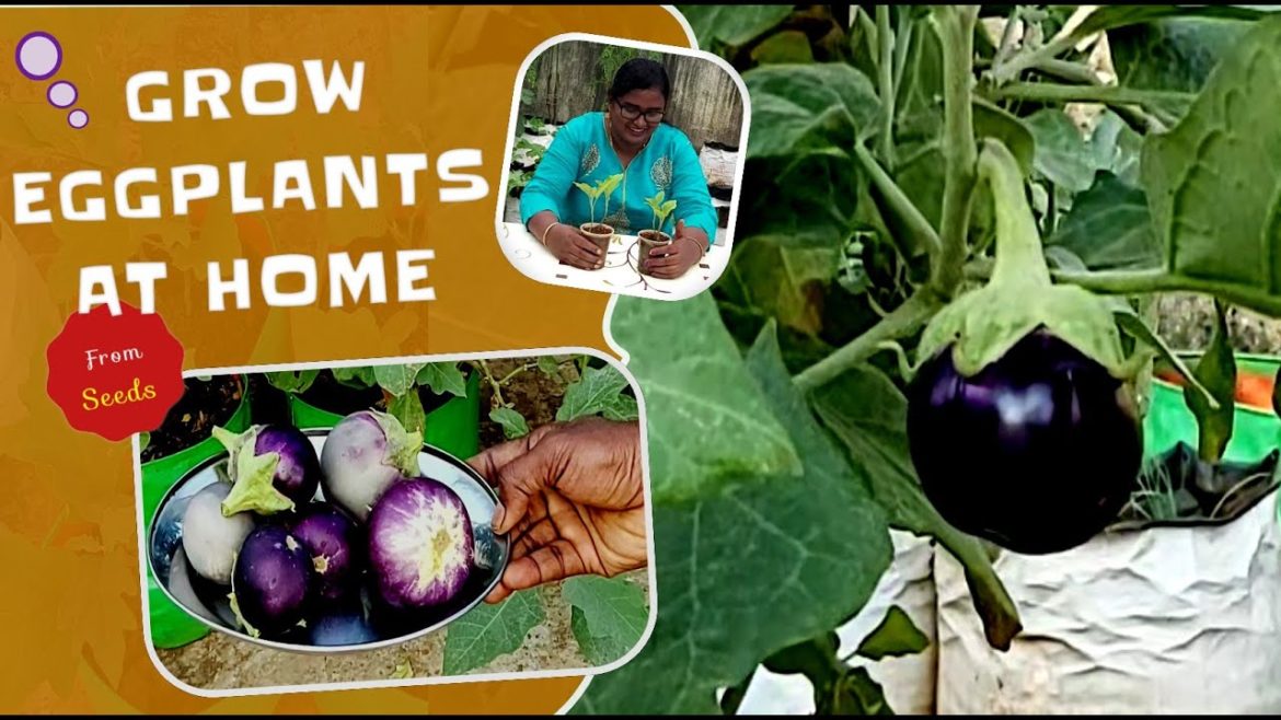 How to grow Eggplants at home from seeds / Vegetable gardening at home / Terrace Gardening