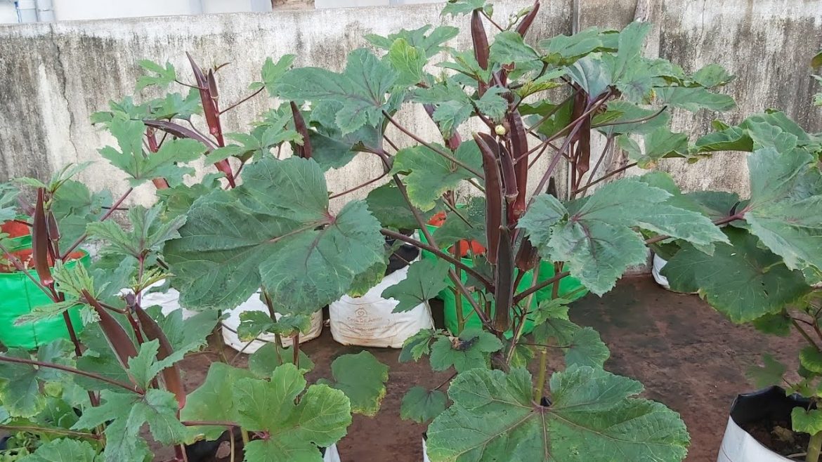 Vegetable gardening at Home / Terrace gardening Vegetable gardening at Home / Terrace gardening