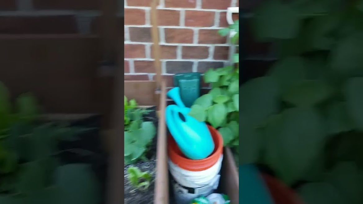 My Super Small Backyard Garden #shorts #gardening