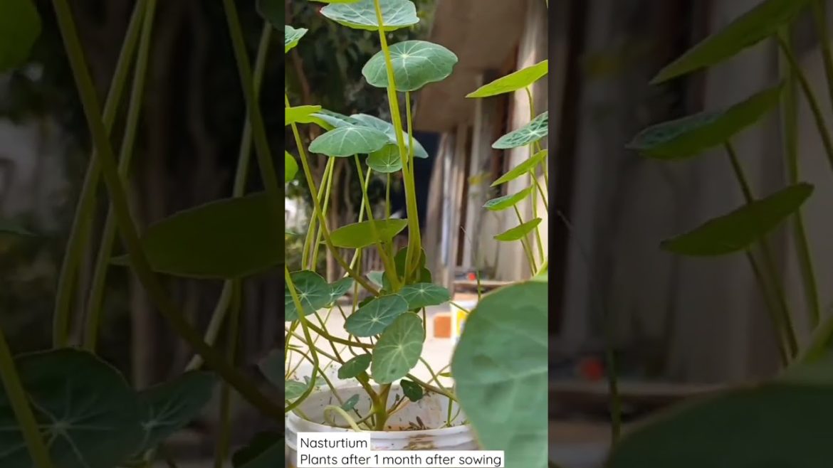 Nasturtium Plants #shorts #gardening #nastesium