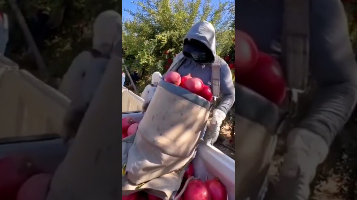 Agriculture satisfying videos