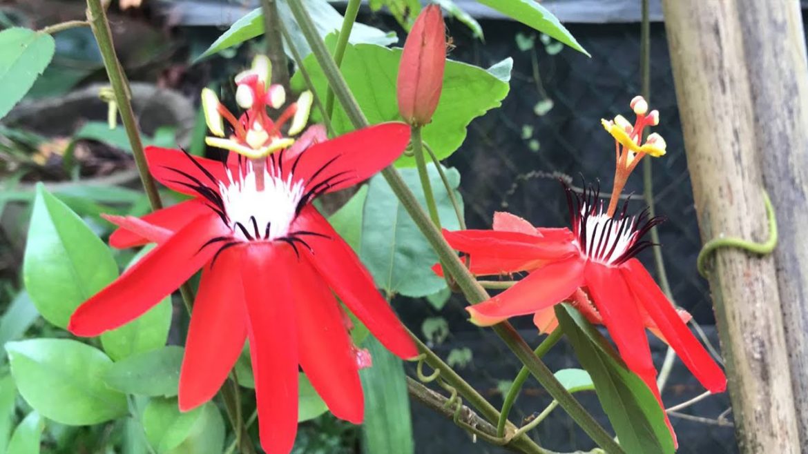 Red Granadilla ~ Scarlet Passion ~ Red Passion Flower (Passiflora coccinea) Red Granadilla ~ Scarlet Passion ~ Red Passion Flower (Passiflora coccinea)