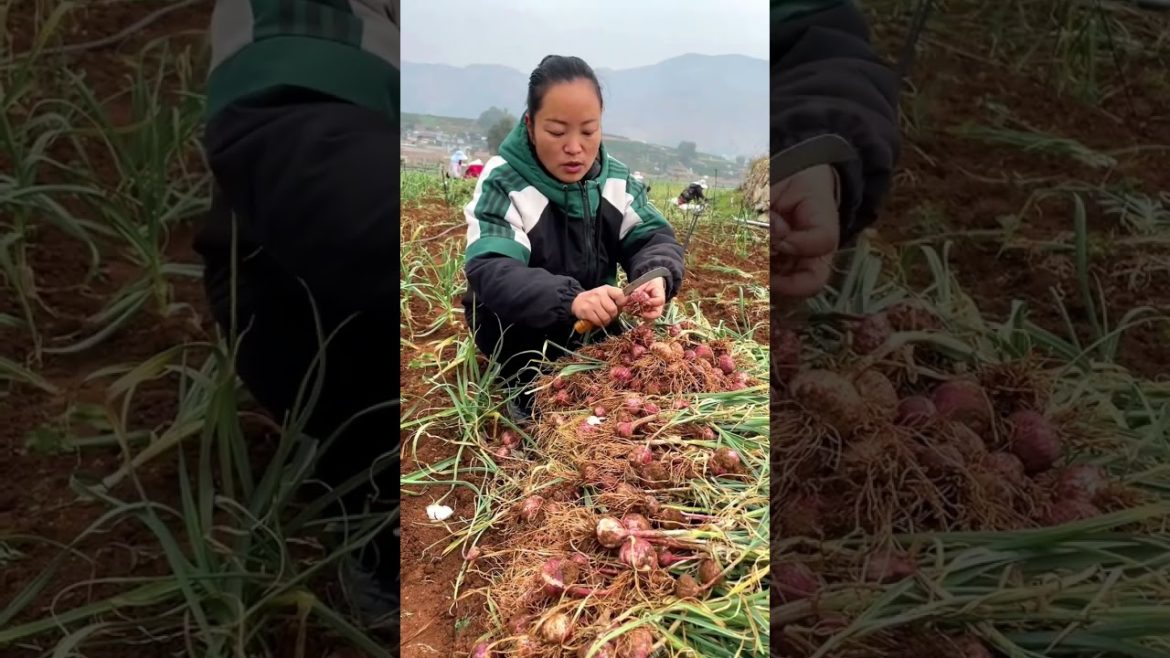 Garlic harvest