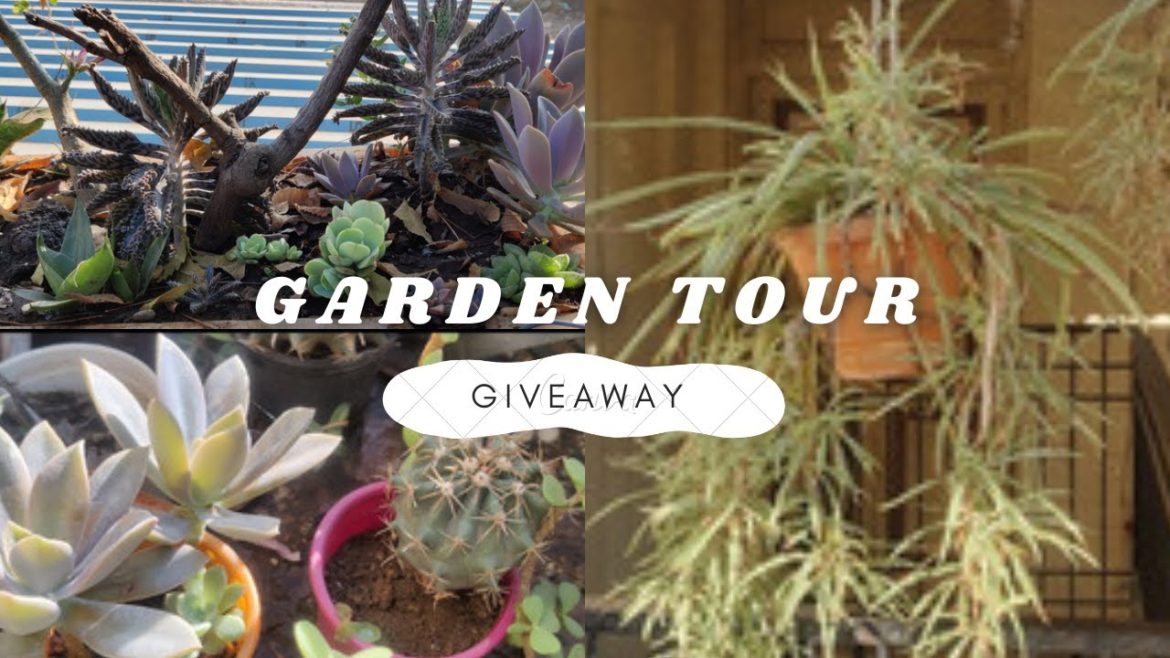 My Garden Tour ๐ฟ and GIVEAWAY of Spider plant || Mother Of Thousands plant My Garden Tour ๐ฟ and GIVEAWAY of Spider plant || Mother Of Thousands plant