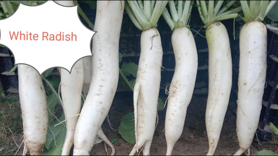 How to Grow Radish Indoors | Indoors Gardening for Beginners