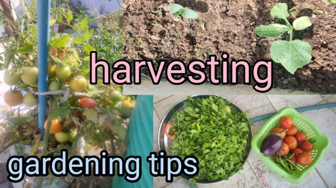 vegetable harvesting/summer gardening tips /kitchen garden on rooftop