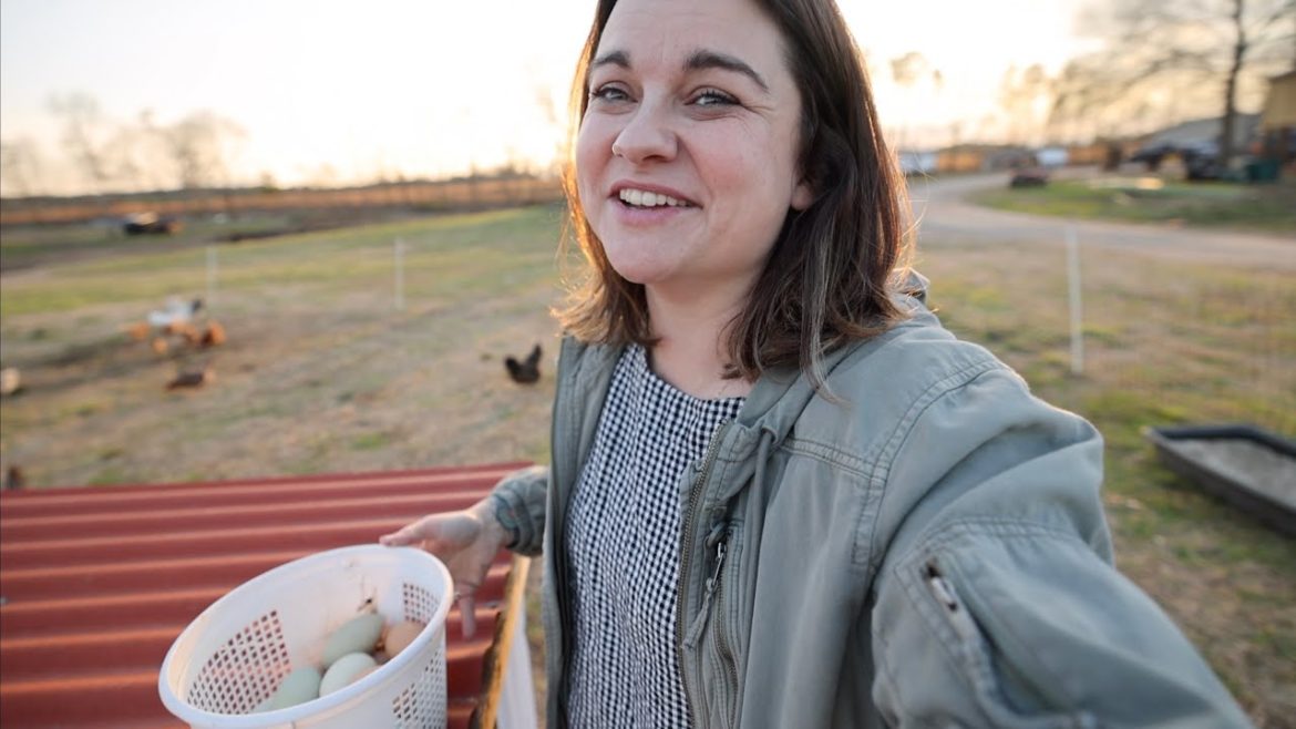 Let's Chat Chickens (because eggs are expensive) | VLOG