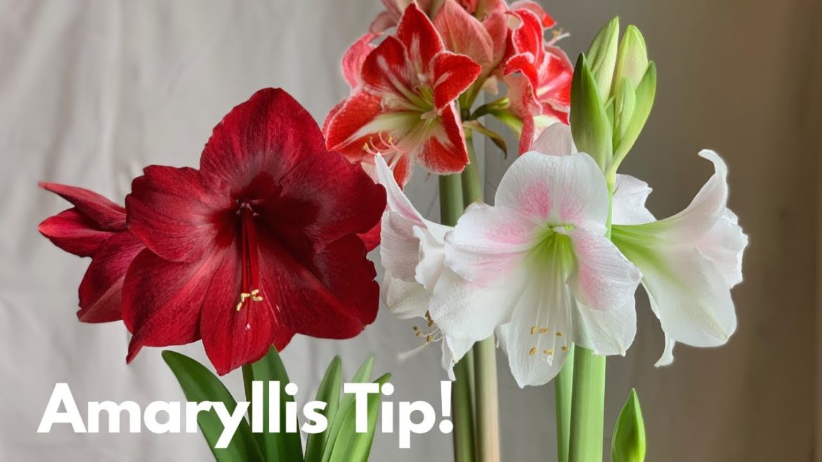 Soak amaryllis roots for more rapid and uniform growth! Soak amaryllis roots for more rapid and uniform growth!